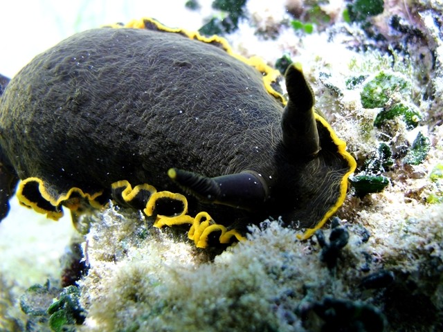 Dendrodoris limbata